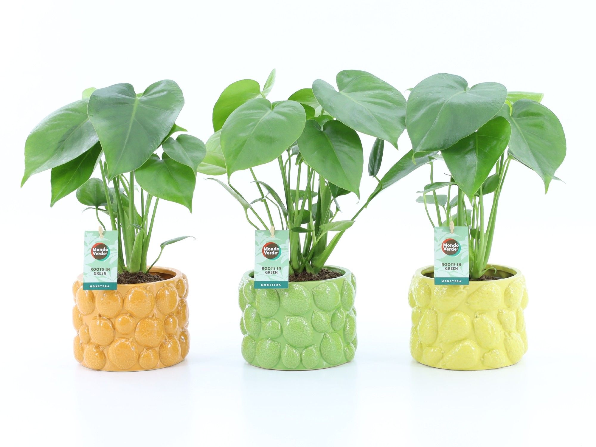 Monstera deliciosa in La Dolce Frutta, D 15