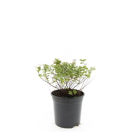 Spiraea jap. 'Little Princess', D 14 cm