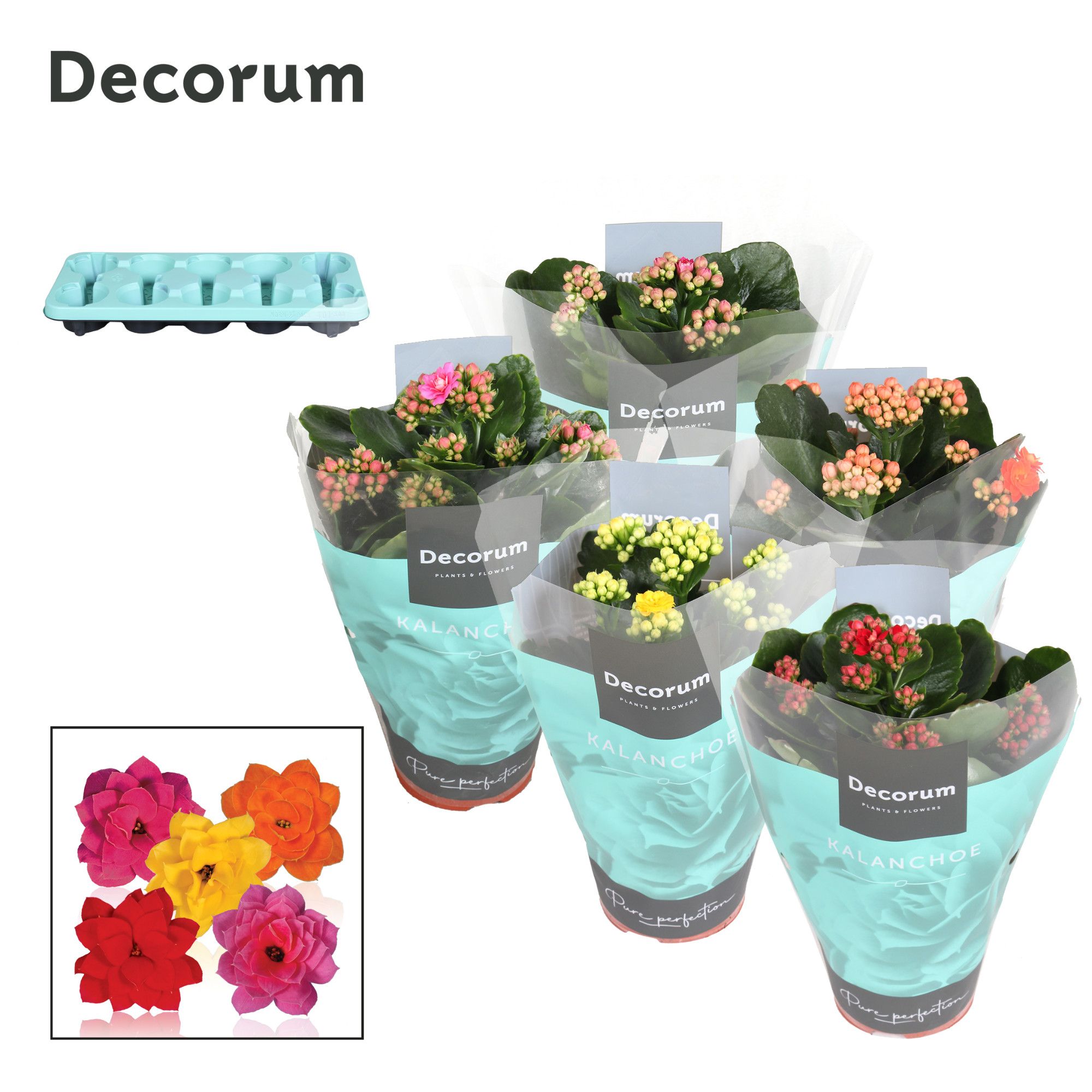 Kalanchoe Decorum - 5 Colors Mix, D 10,5