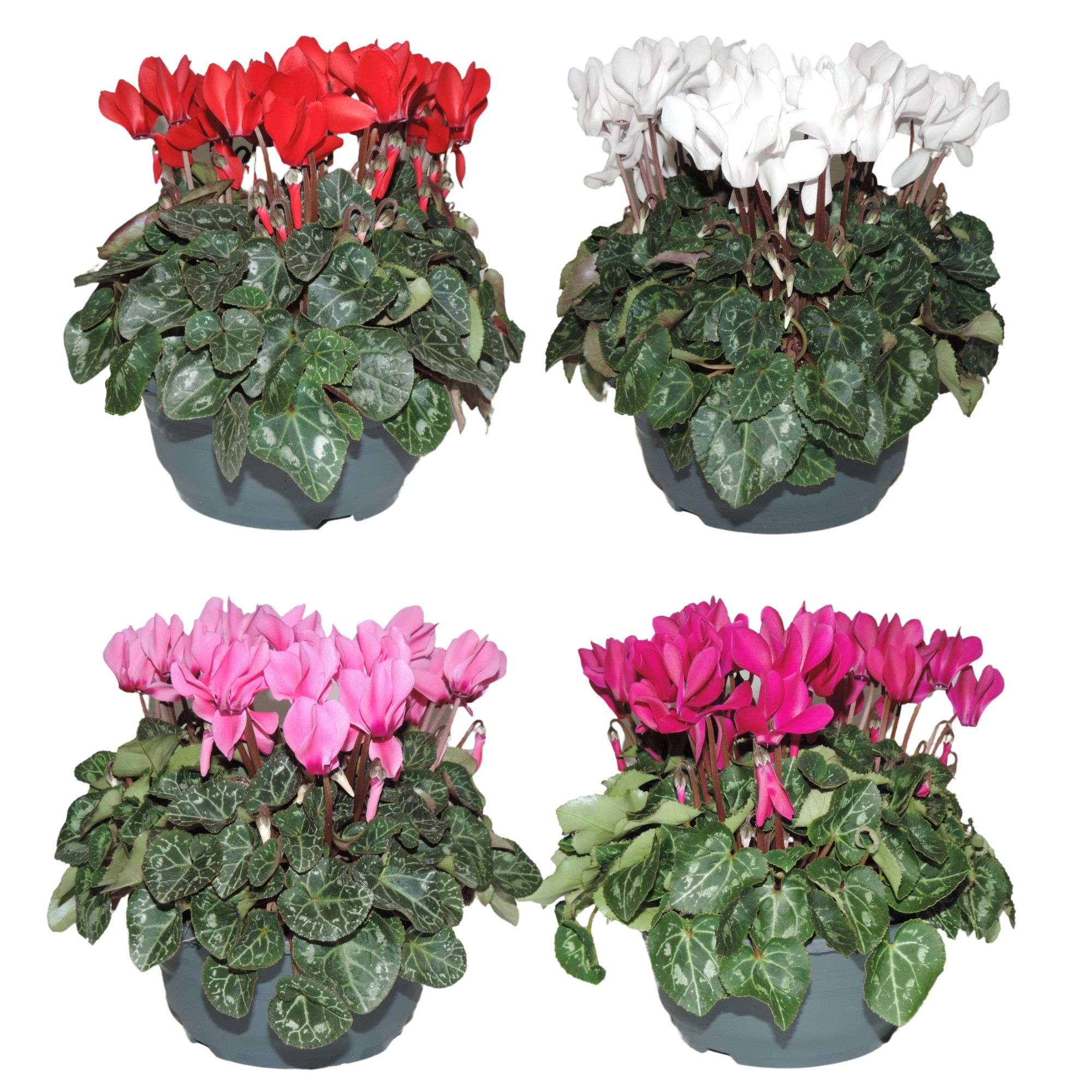 Cyclamen Super Serie Gemengd Schaal 19 cm, D 19