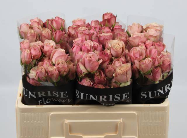 Роза куст. Дестини 50, шт.