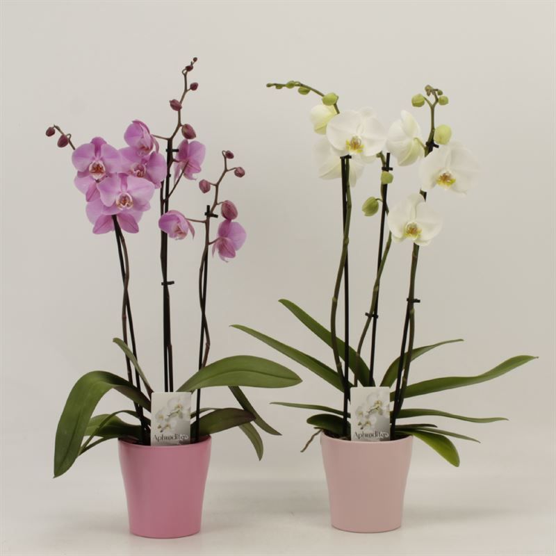 Phalaenopsis gemengd 3 tak roze en wit in Pink Ribbon Pastel keramiek, D 12