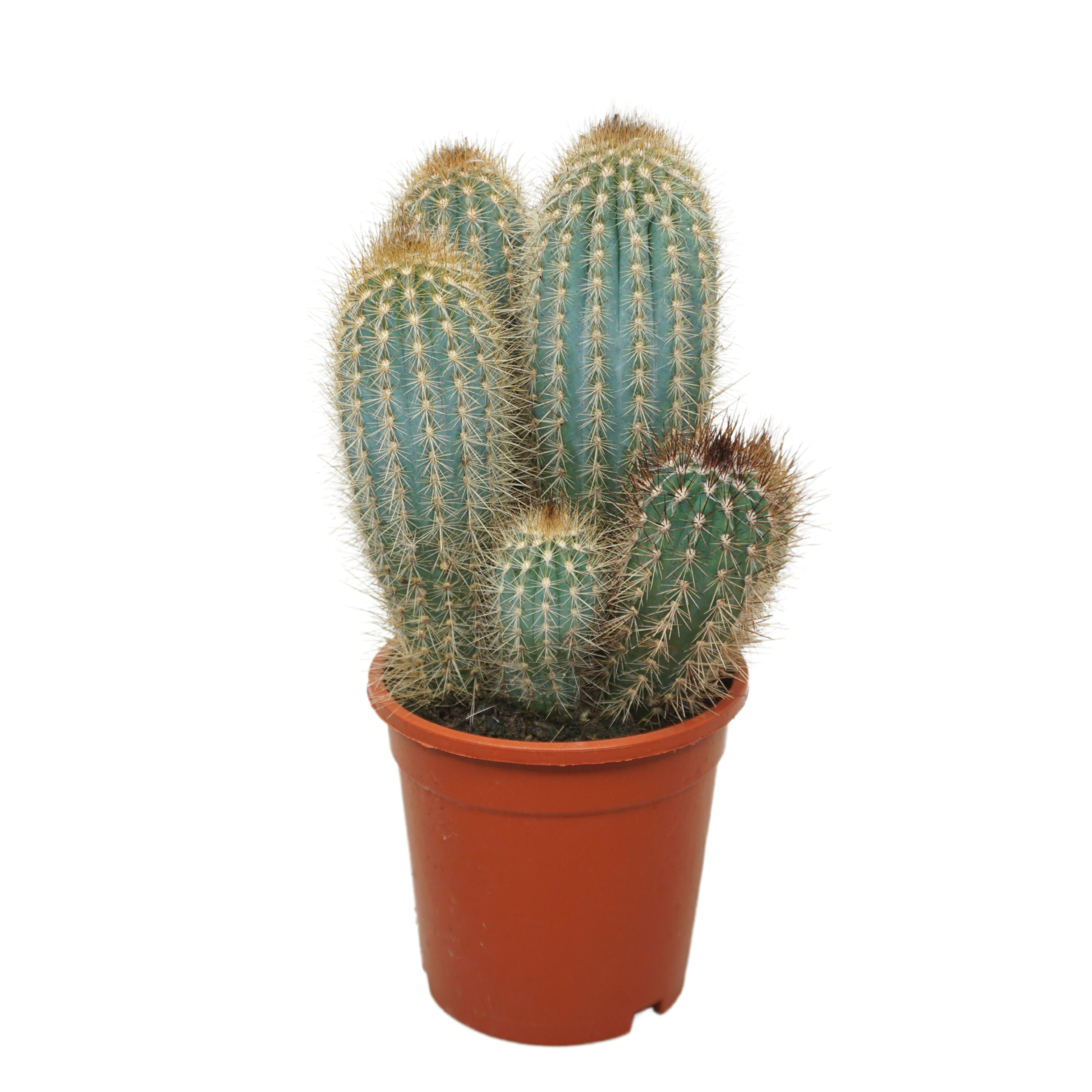 Pilosocereus braunii groep 17 cm, D 17