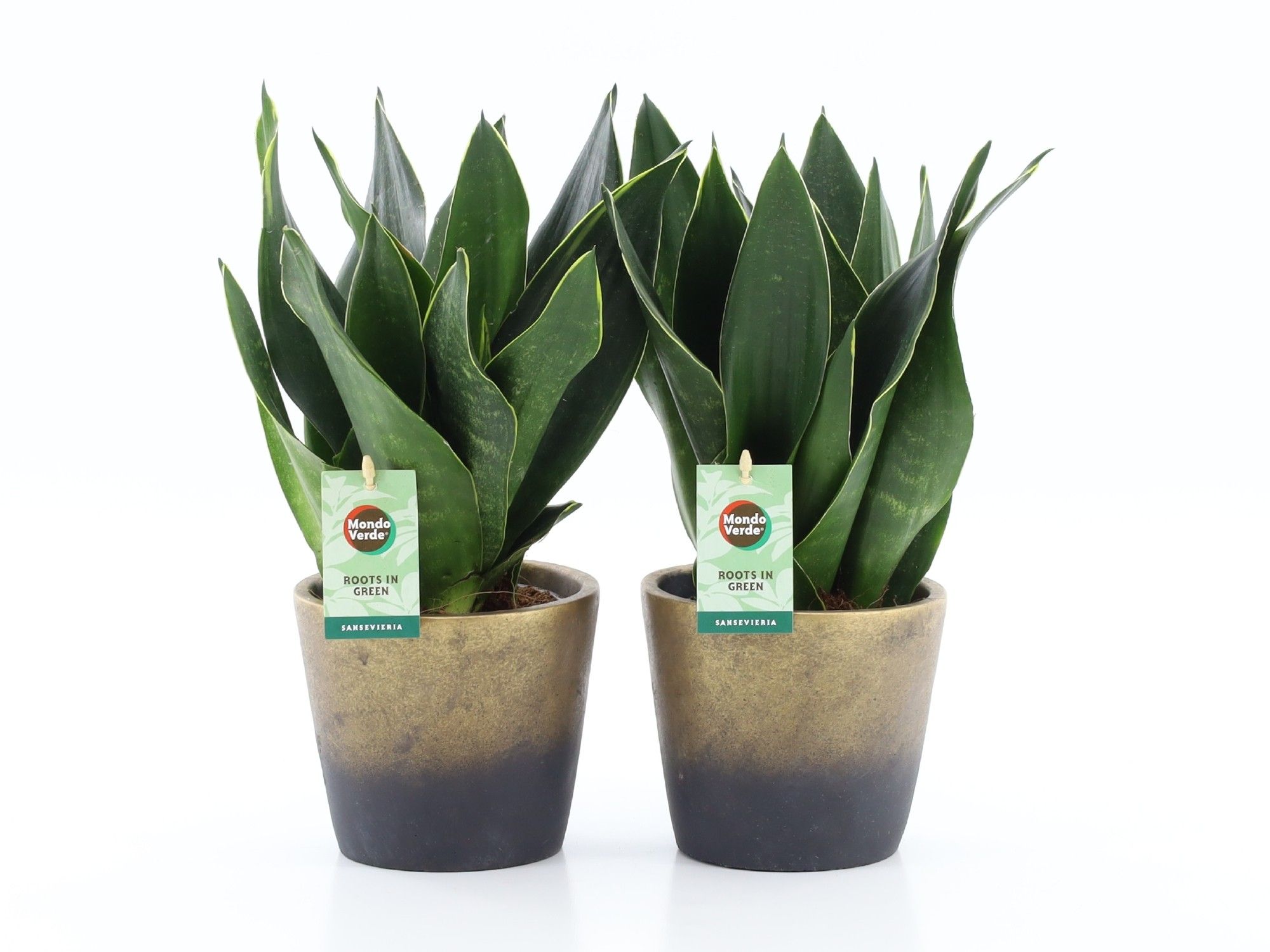 Sansevieria Black Diamond in Lunar keramiek, D 13