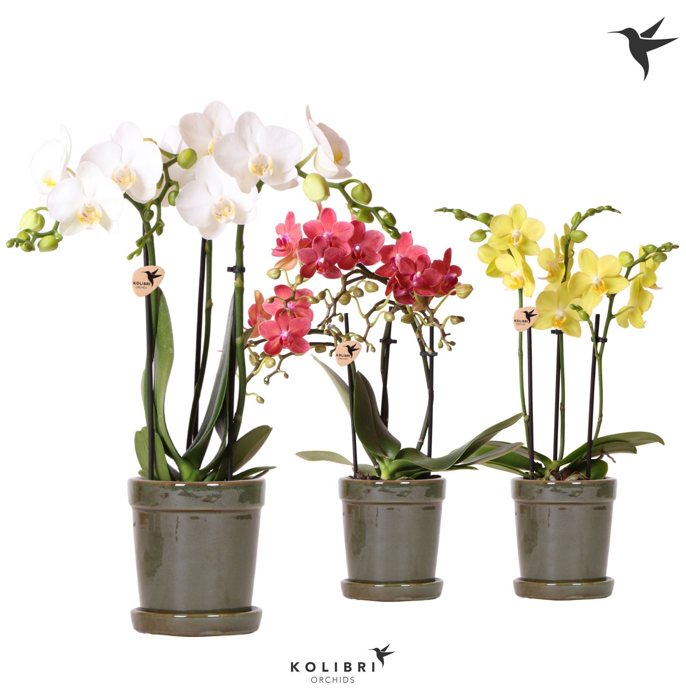 Kolibri Orchids Phalaenopsis mix 3 spike in Flower pot green, D 9
