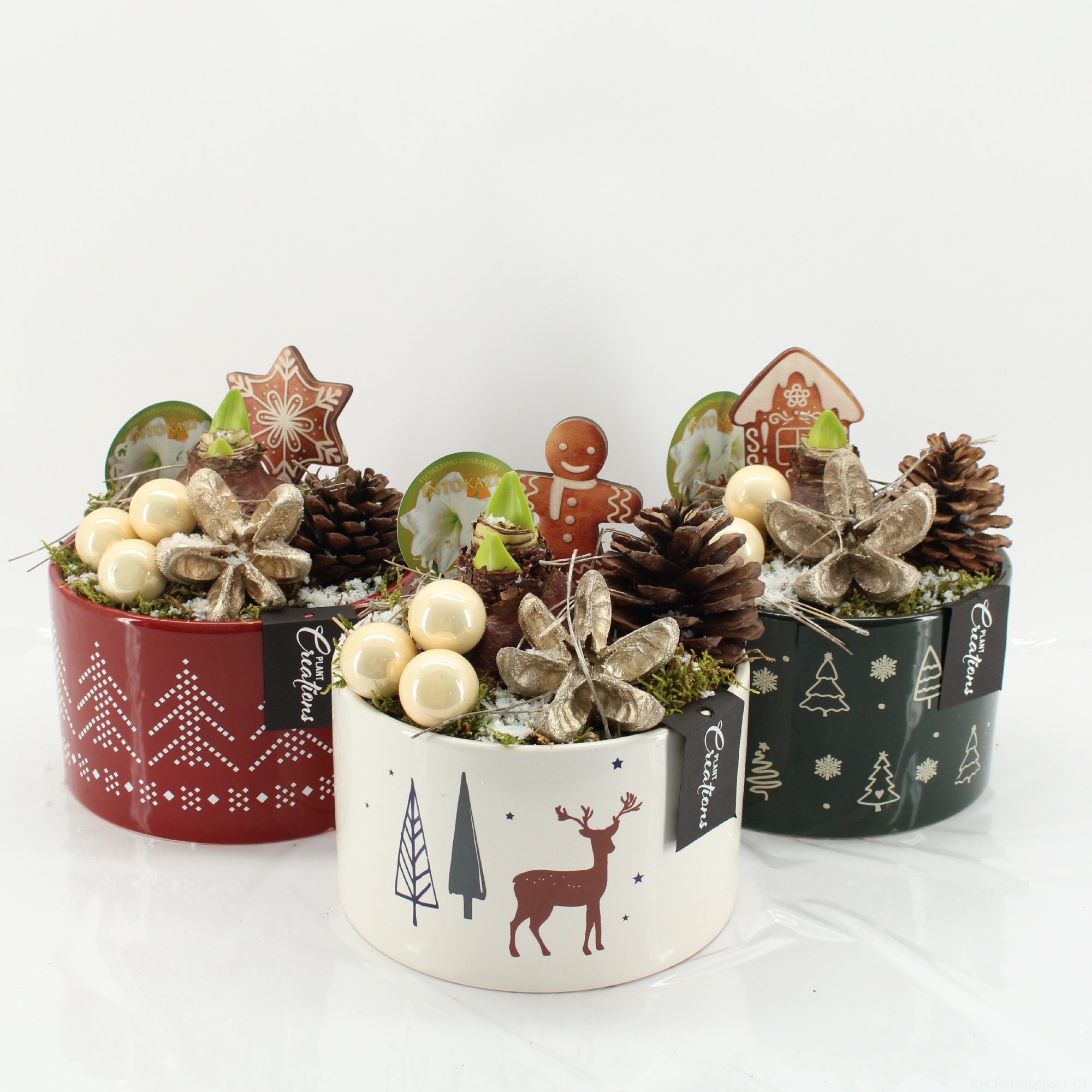 HICR-2513MW Kerst Amaryllis, D 17 cm