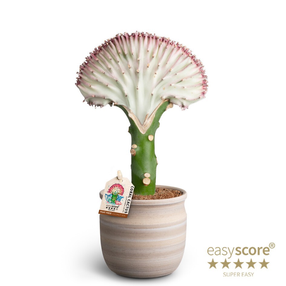 Maceta Sand, Euphorbia Lactea, D 10