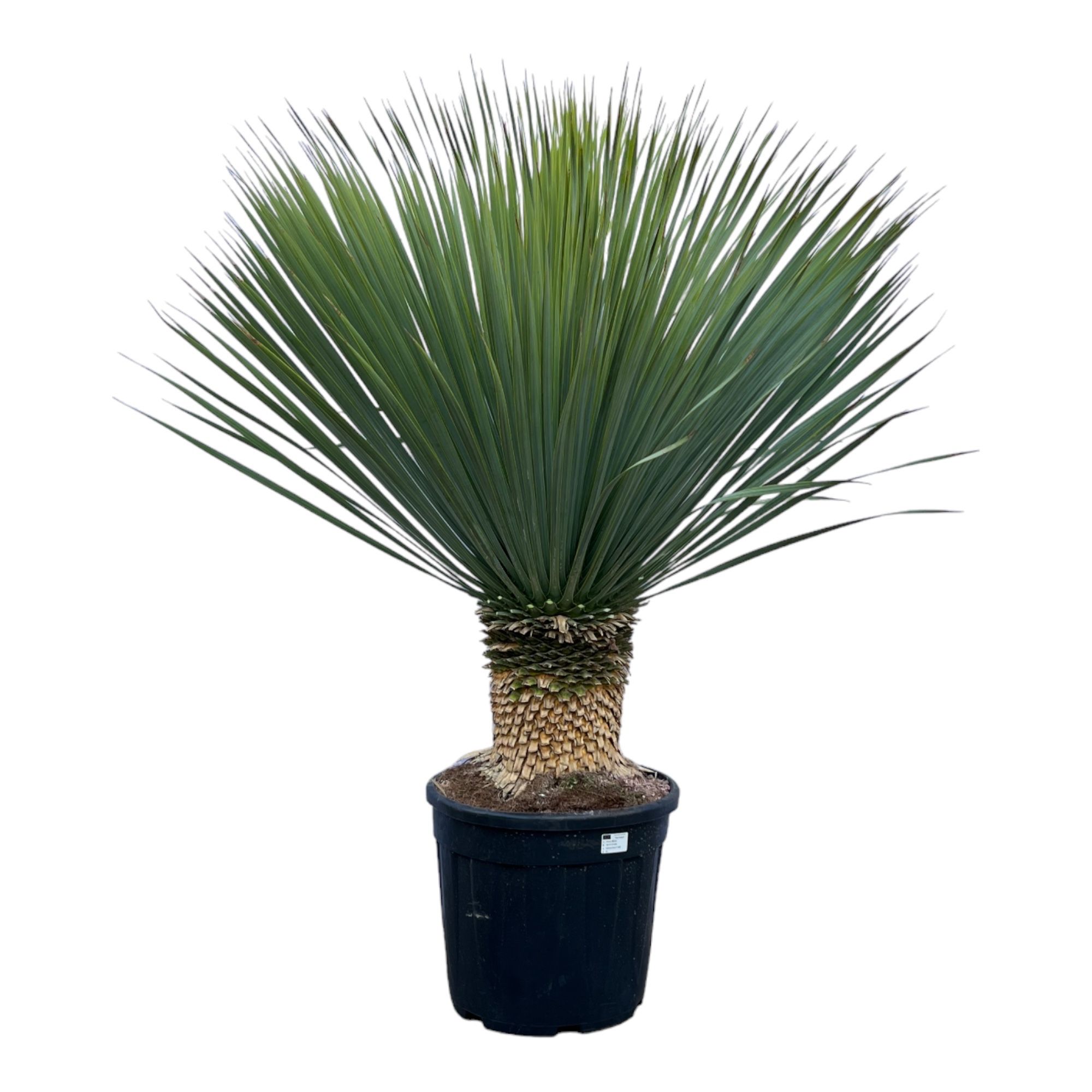 Yucca Rostrata - 140cm, D 45