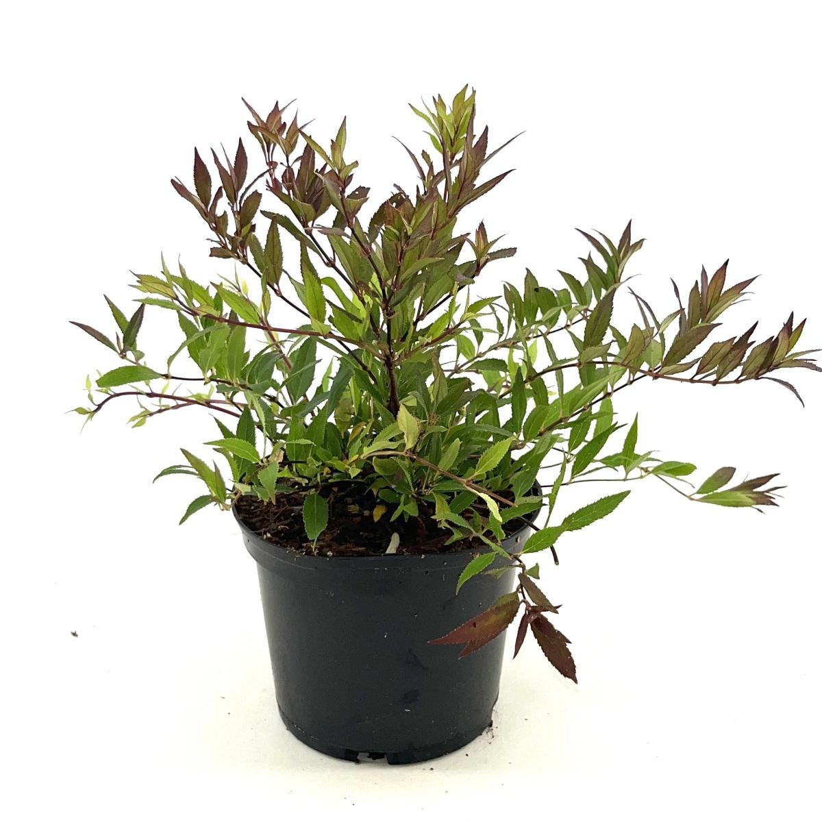 Deutzia gracilis 'Nikko', D 17