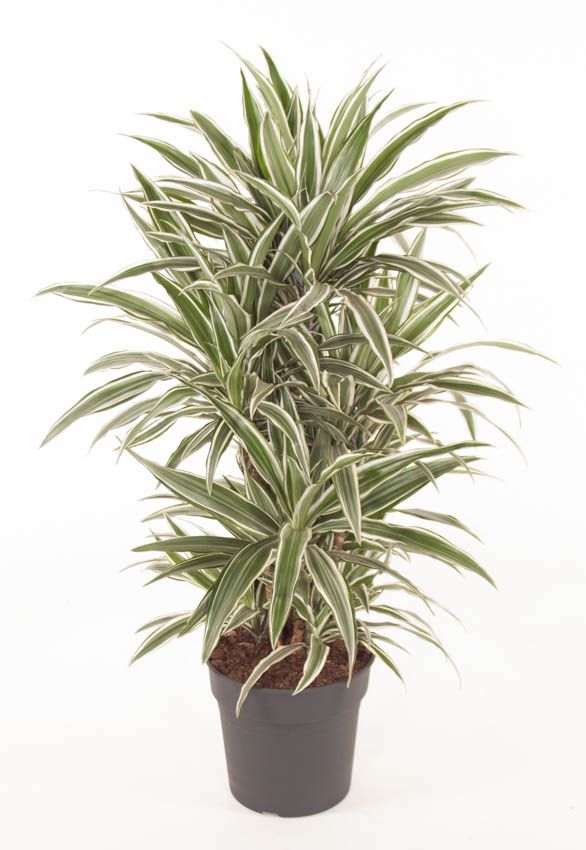 Dracaena White Stripe vertakt P27, D 27