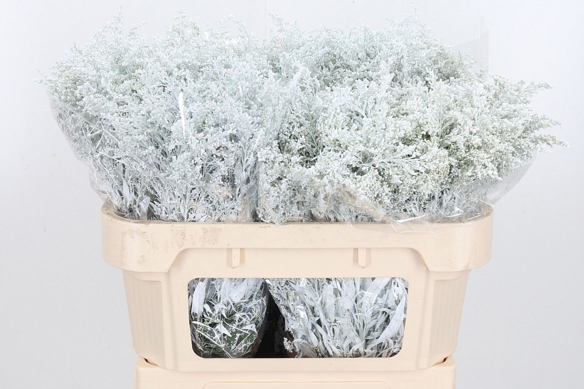 Солидаго Овериг Крашеный (краш. ) 80, шт.