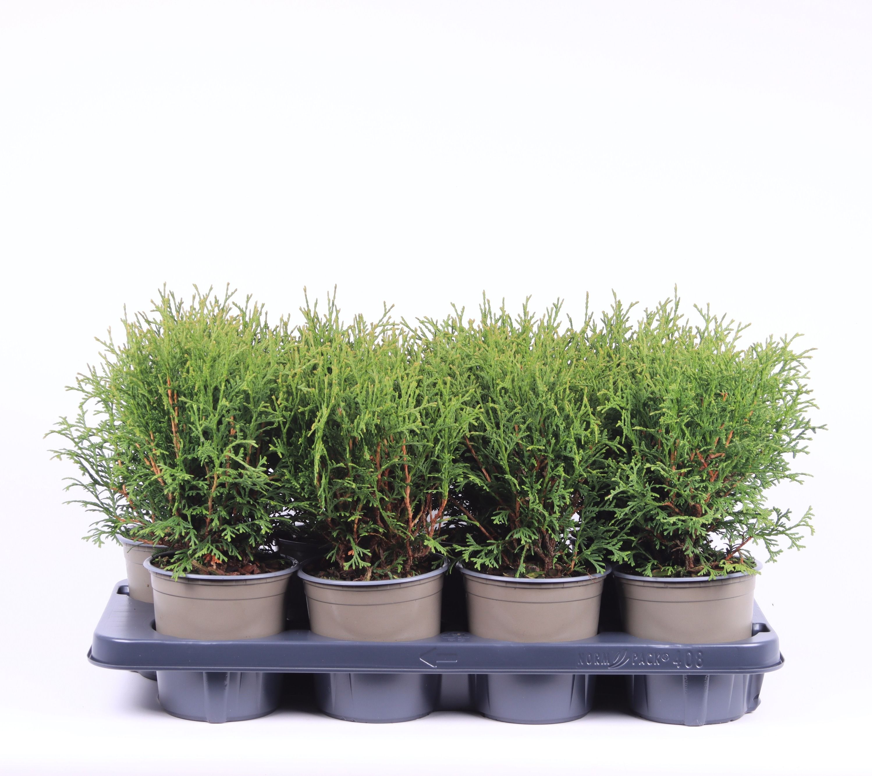 Thuja occidentalis 'Tiny Tim', D 13