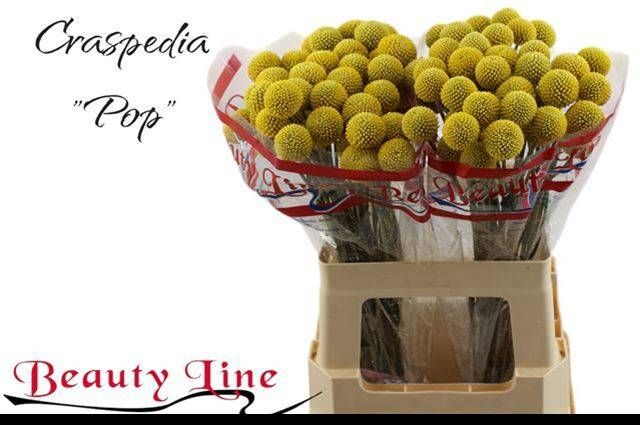 Краспедия Пейнтбол Поп 55, шт.