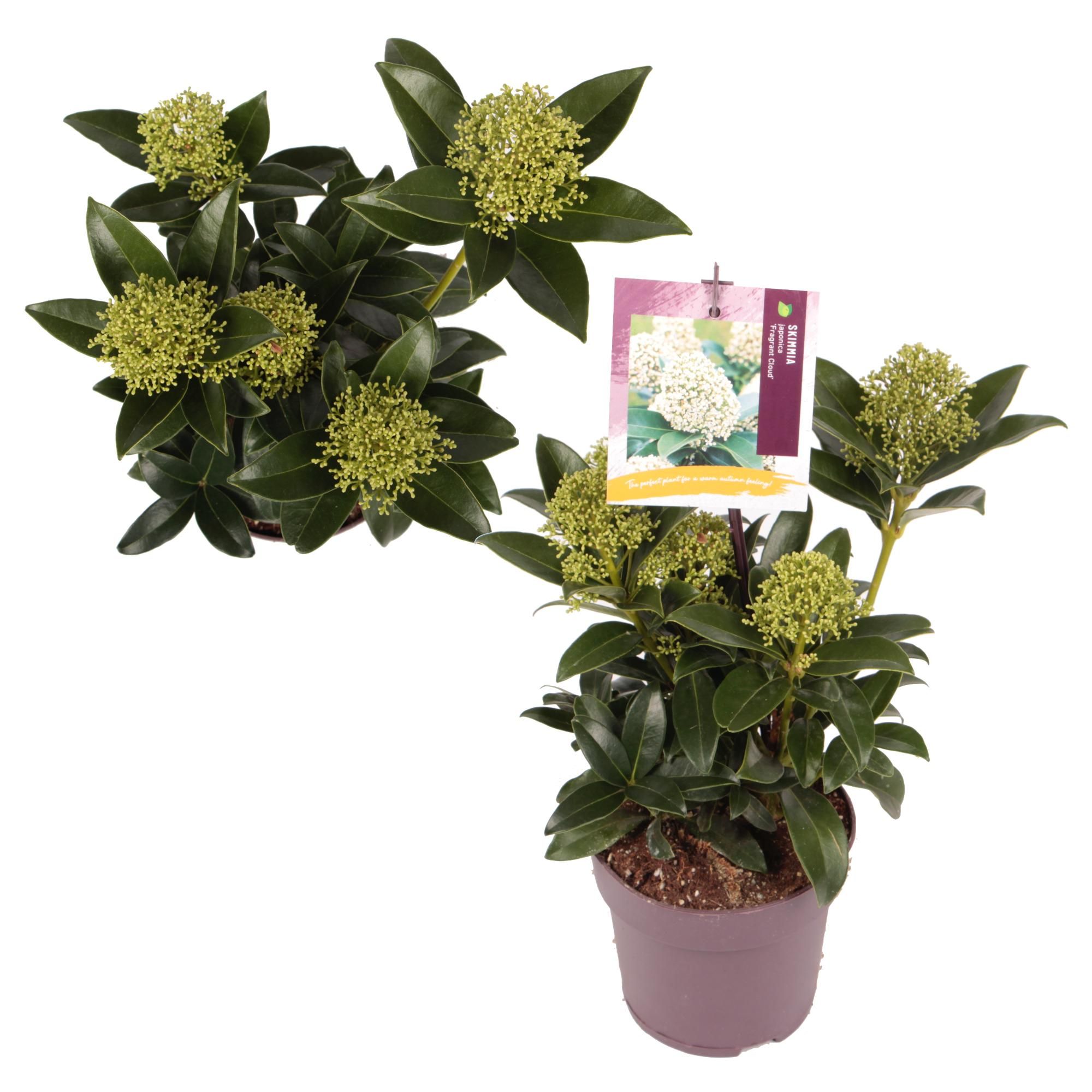 Skimmia japonica 'Fragrant Cloud' C1,5/P13, D 13