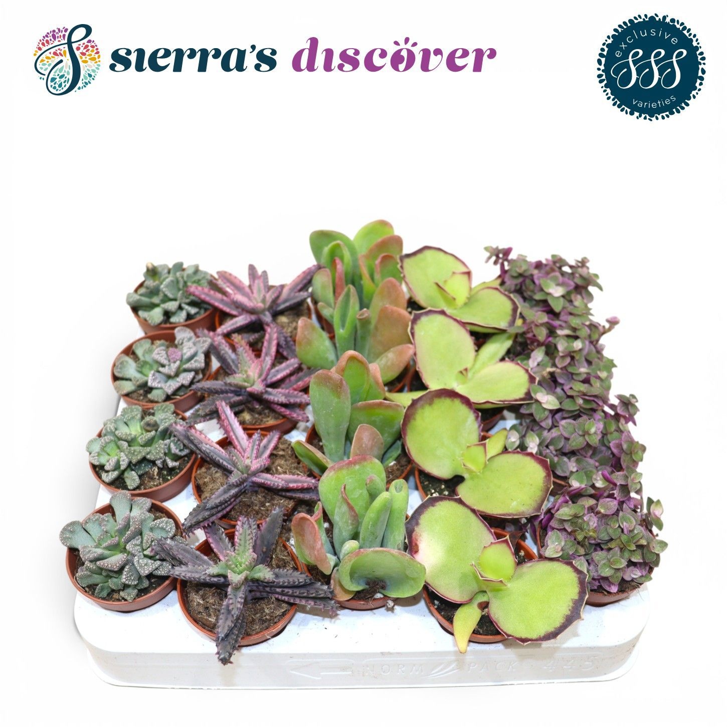 Discover® - Barcelona Succulents Mix (Exclusive), D 5,5