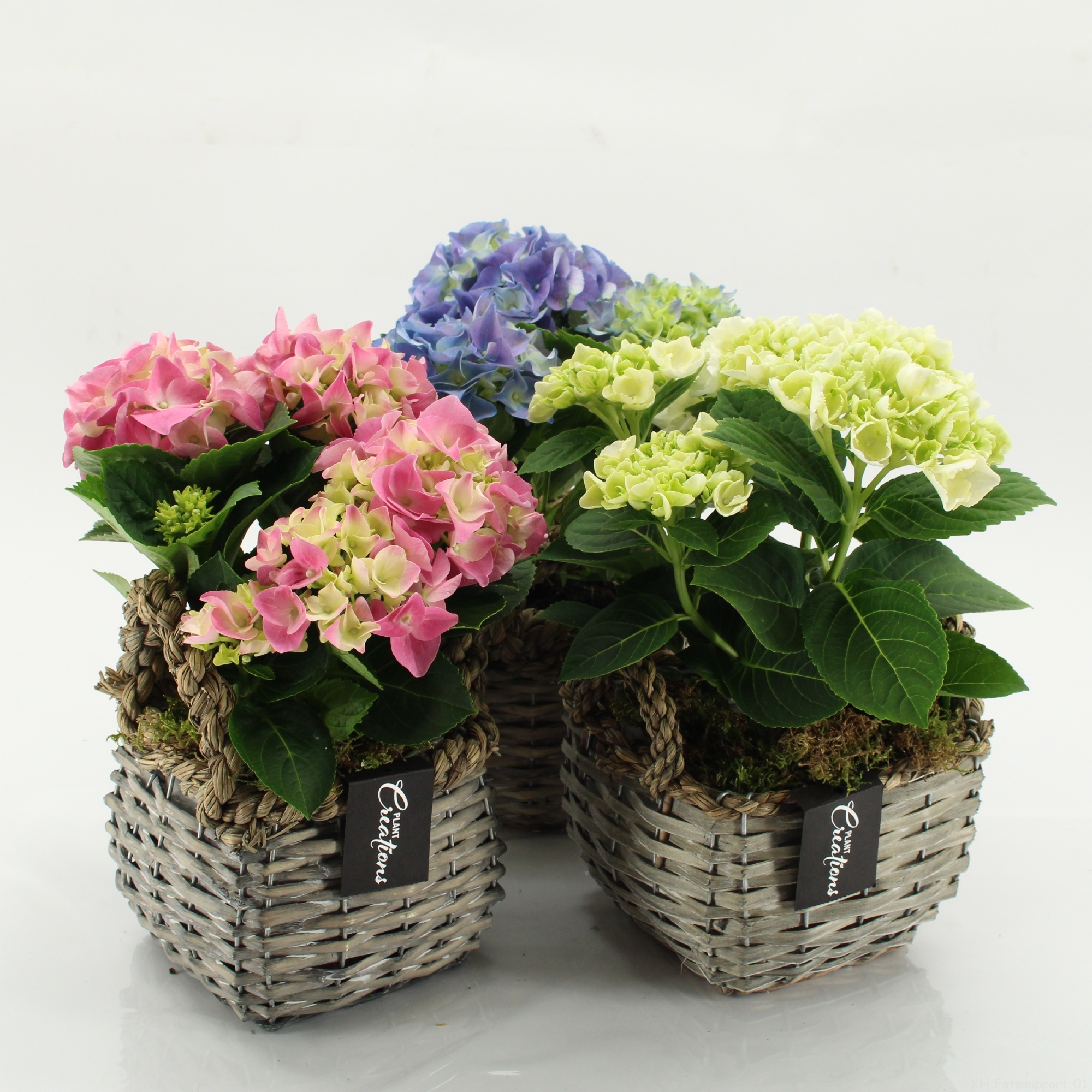 KHCR-2607M Hydrangea creations, D 14