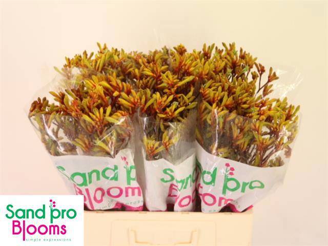 Анигозантус Голд Фивер 60, шт.