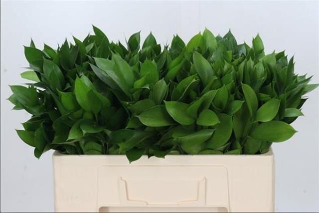 Рускус Израильский 50, шт.