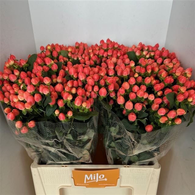 Гипперикум Мэджикал Роял Принцесс 60, шт.