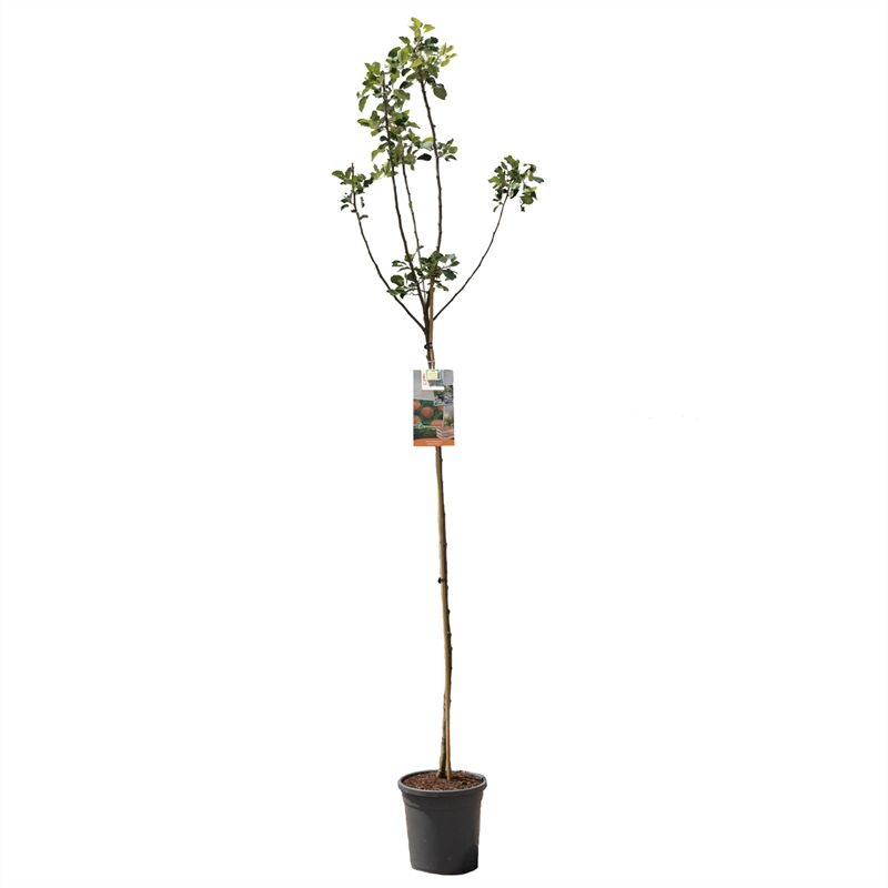 Malus dom. James Grieve hoogstam VERS GEPOT, Geel-rode hand en moesappel, D 31