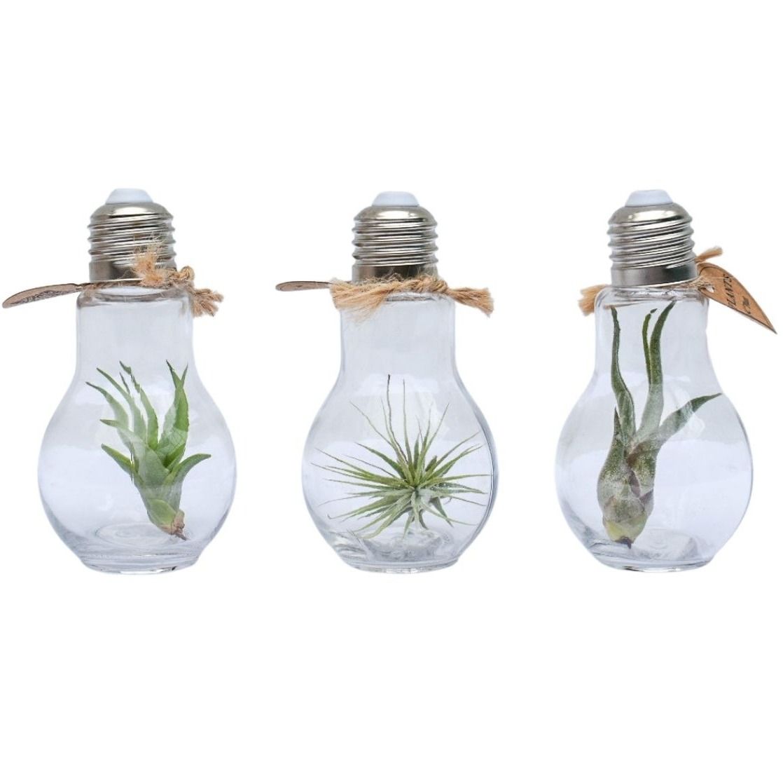 Tillandsia lamp terrarium small, D 5
