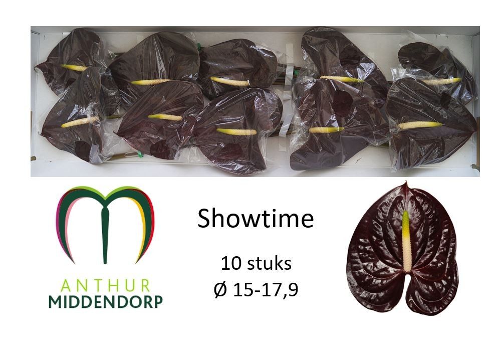 Антуриум Шоутайм x10, шт.