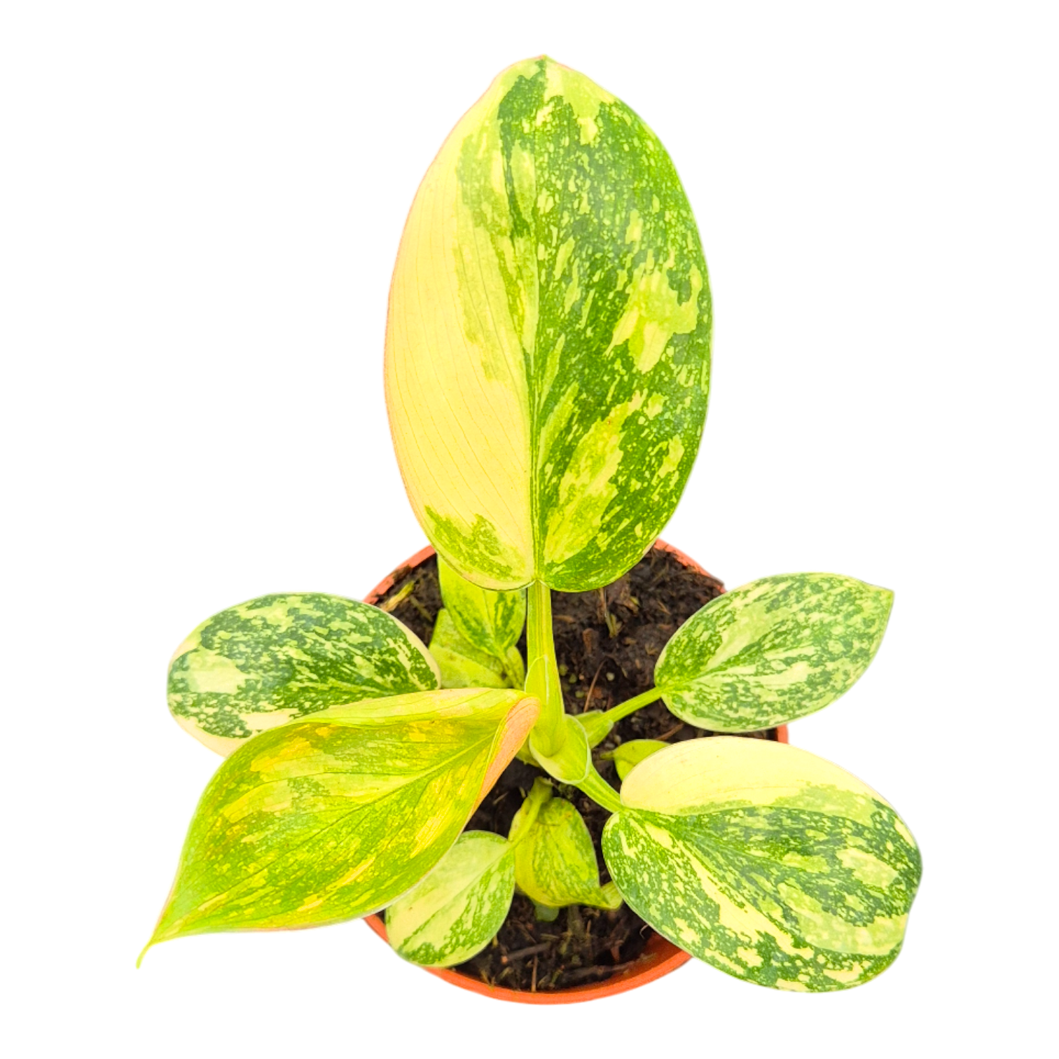 Philodendron Green Congo Variegata, D 7