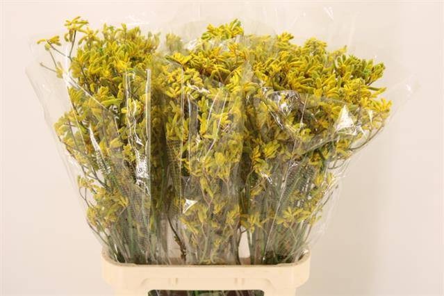 Анигозантус Еллоу Микс 90, шт.