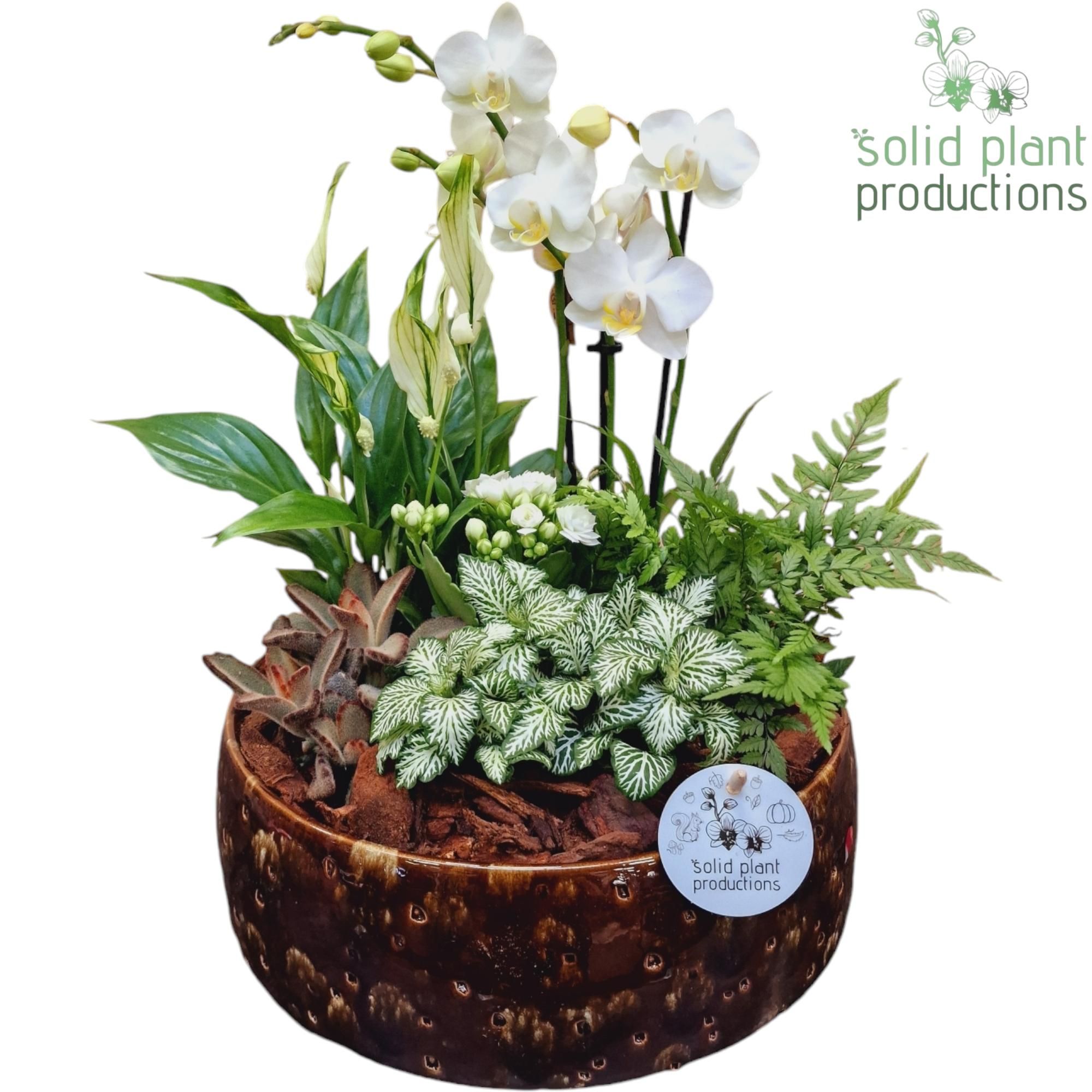 PH103 Sophia Brown 9cm 2-3Tak, D 28