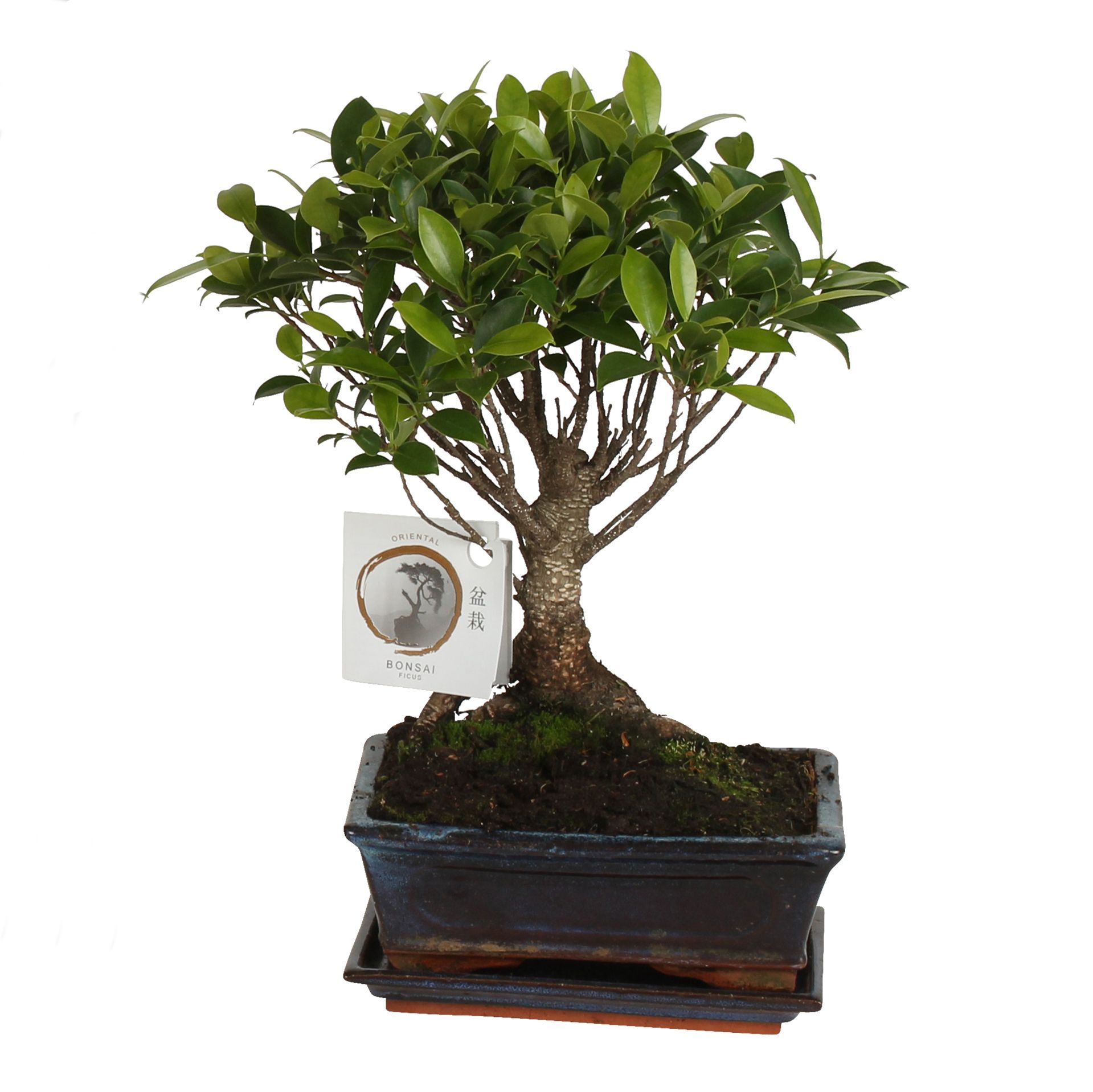 Bonsai 'Ficus retusa' in ø15cm Ceramic Ball Shape with Saucer, D 15