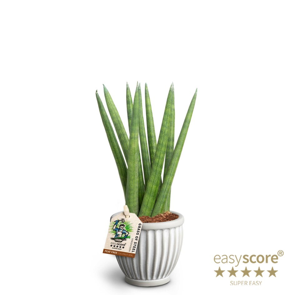 Athena, Sansevieria cylindrica ´Spaghetti´, D 7