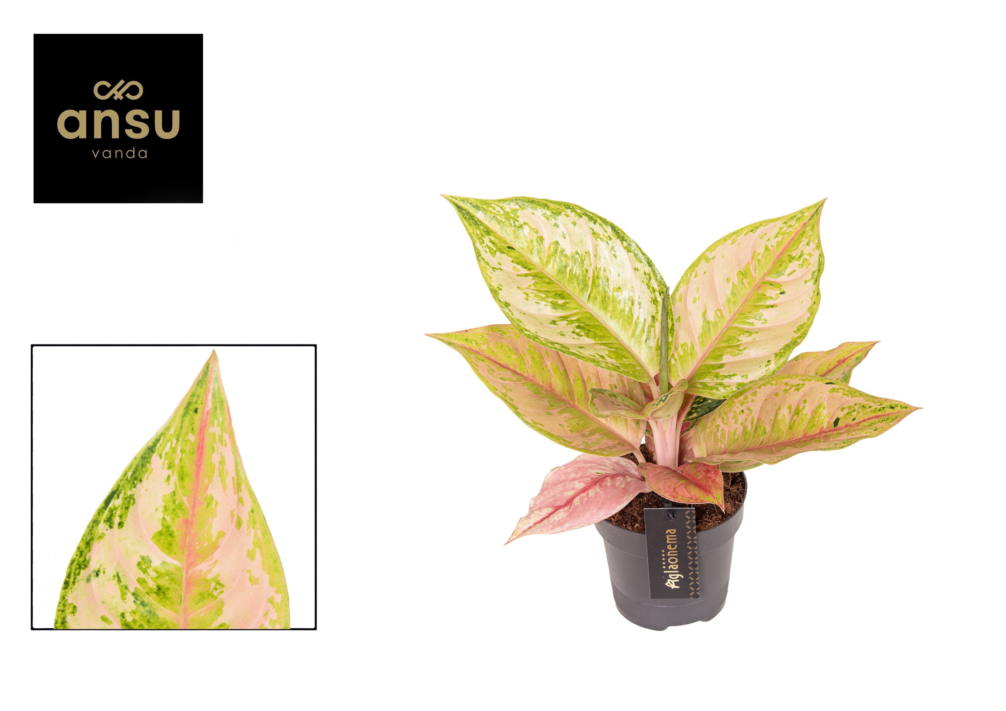 Aglaonema Pastella, D 12
