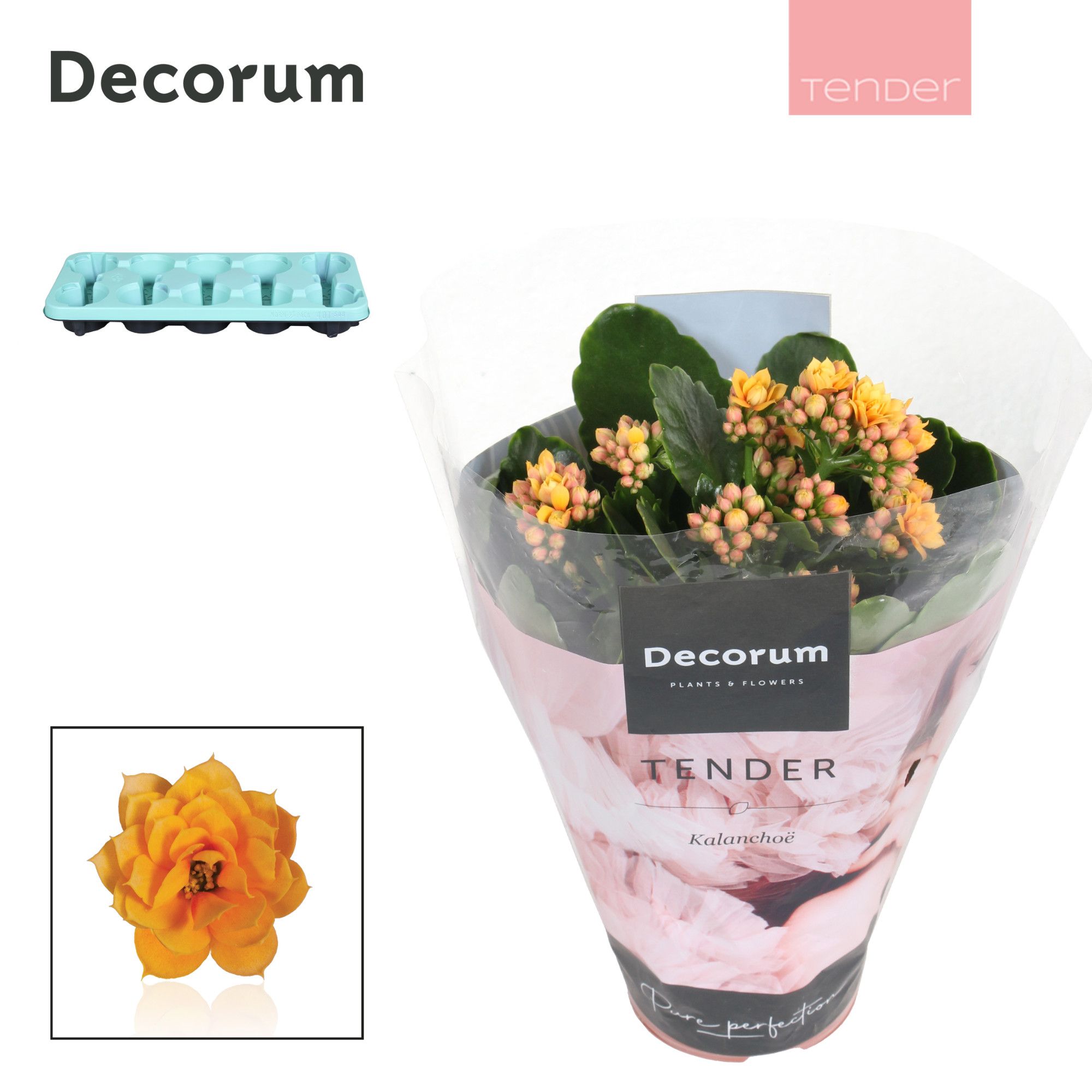 Kalanchoe Decorum TENDER - Serenity Gold, D 10,5