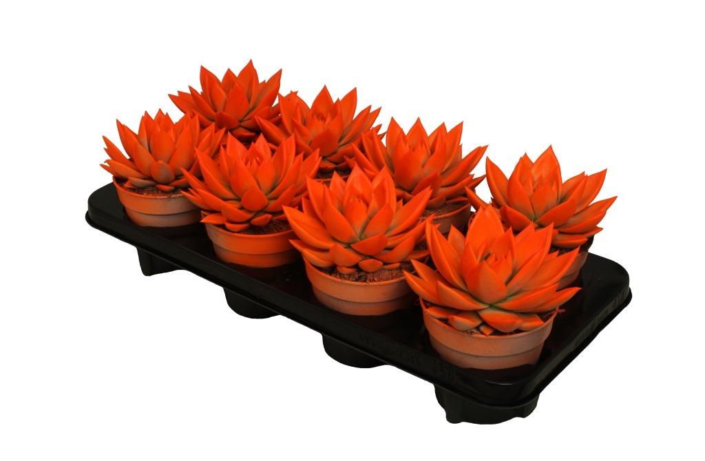 Miranda coloured neon orange, D 12