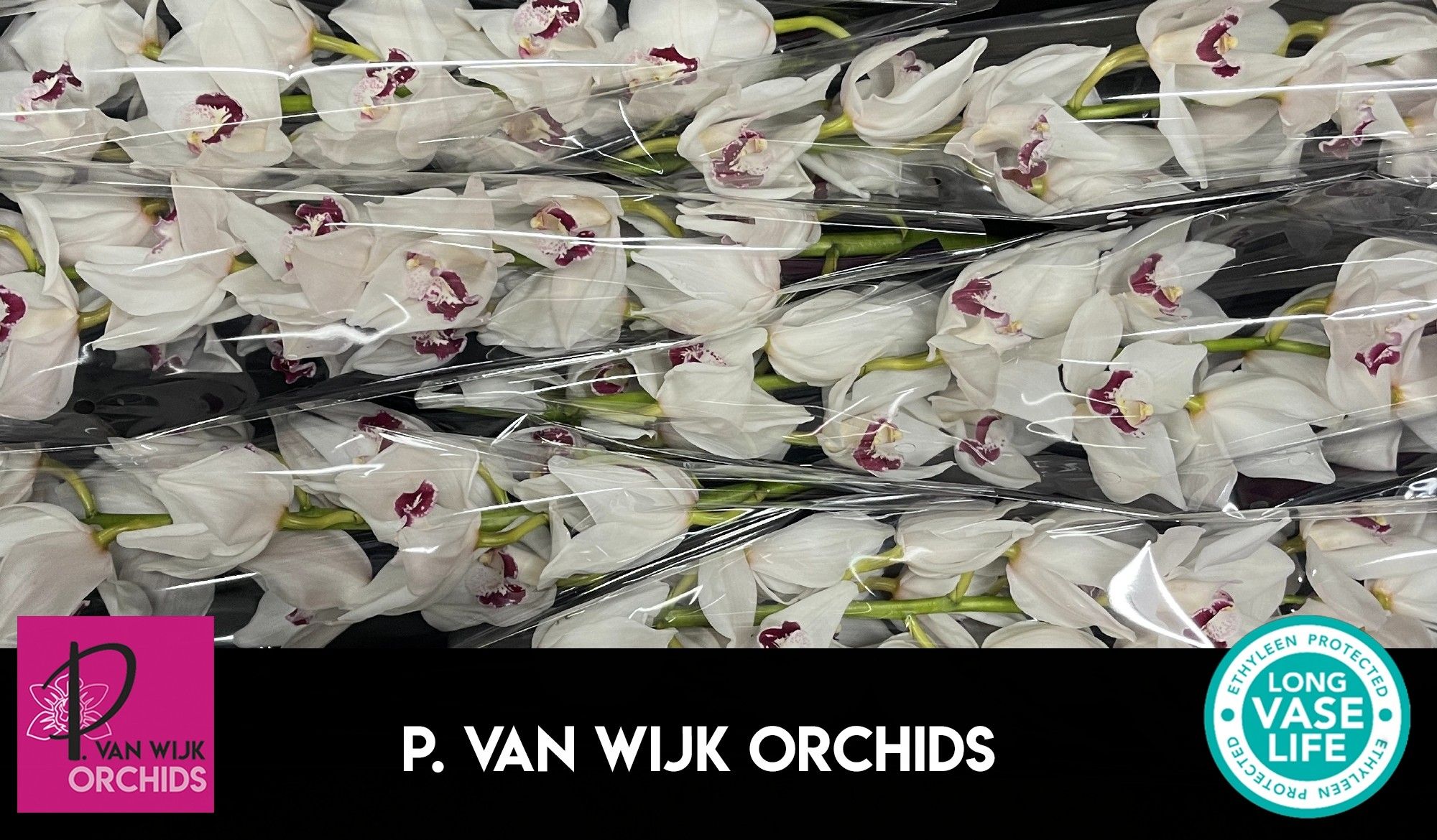 Цимбидиум Эми Лив x6 80, шт.