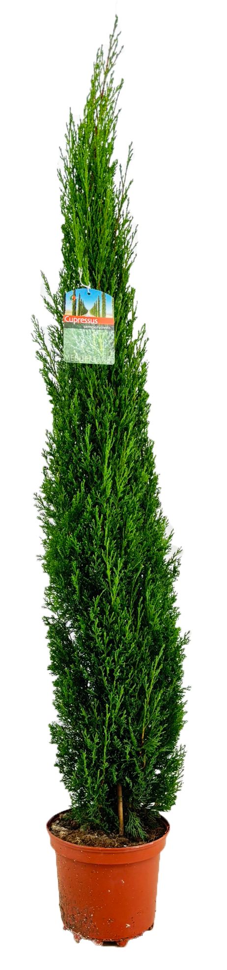 Cupressus sempervirens, D 21