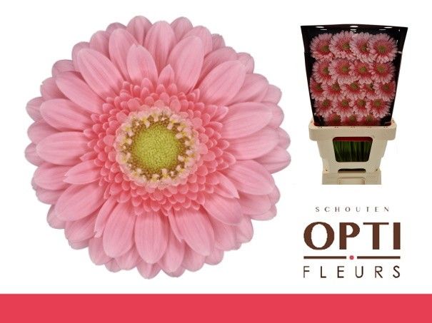 Гермини Джуна, шт.