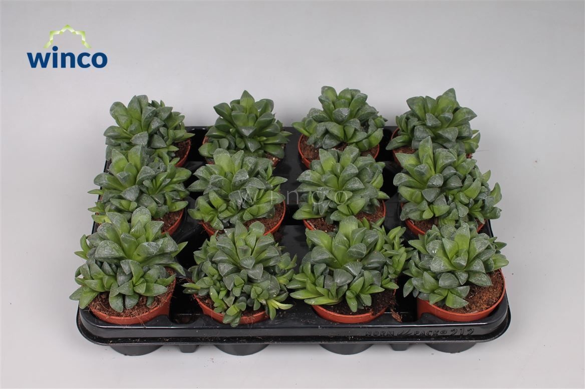 Haworthia Retusa Ssp., D 8,5 cm