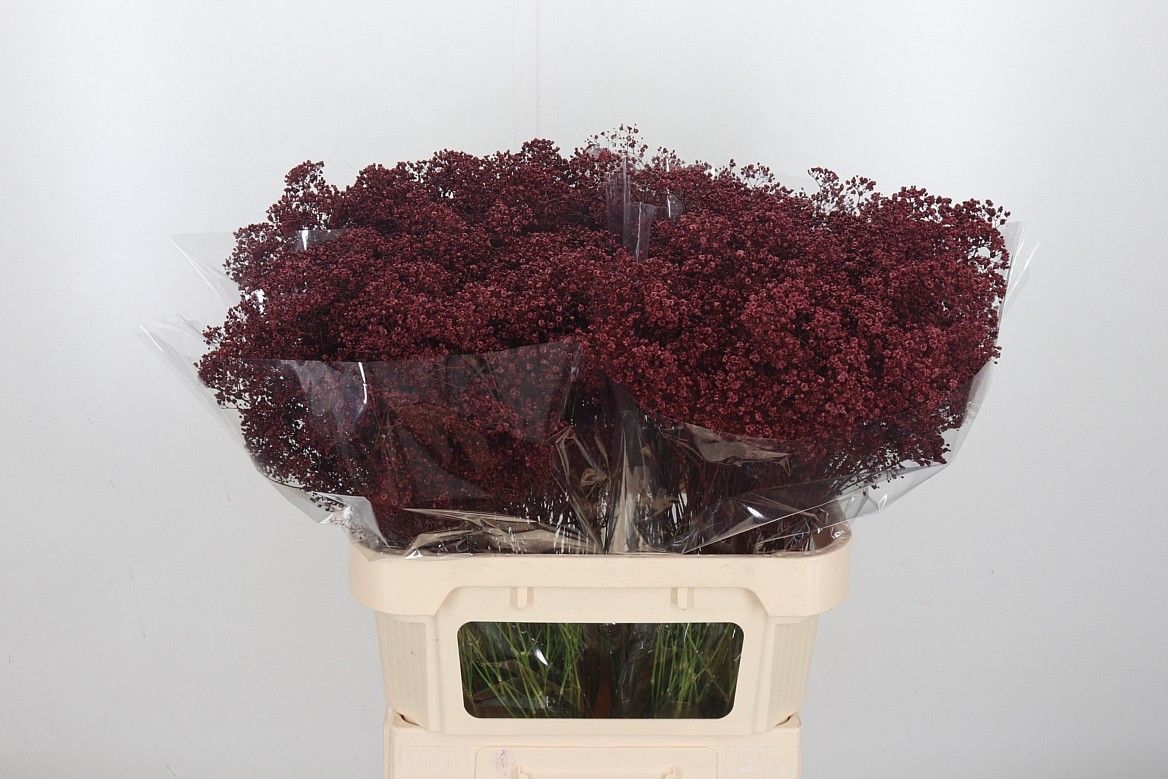 Гипсофила Овериг Крашеная (краш. ) 80, шт.