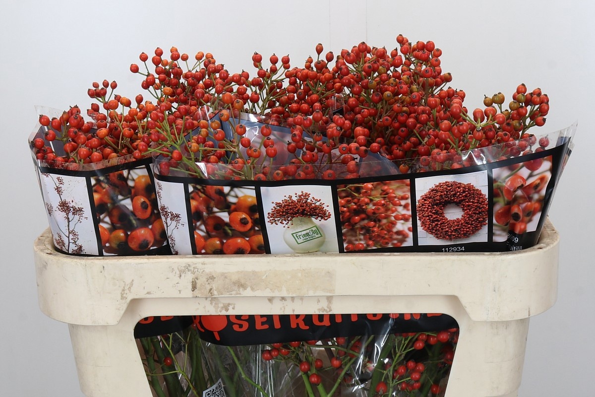 Рузботель Отем Роузфрутс 70, шт.