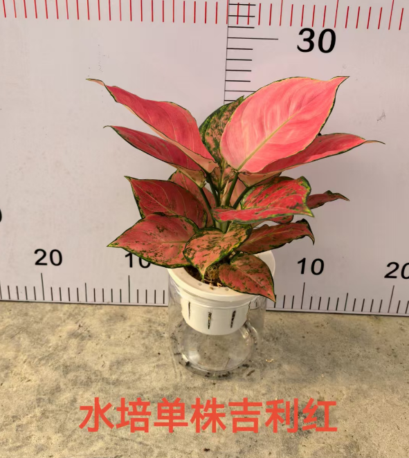 Аглаонема Гидропоник Сингл Лаки Ред Плант 11 25