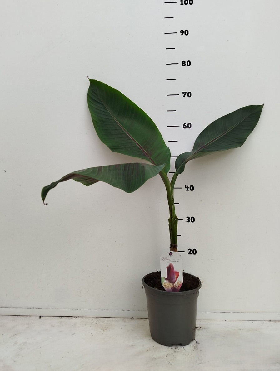 Musa sikkemensis, D 17