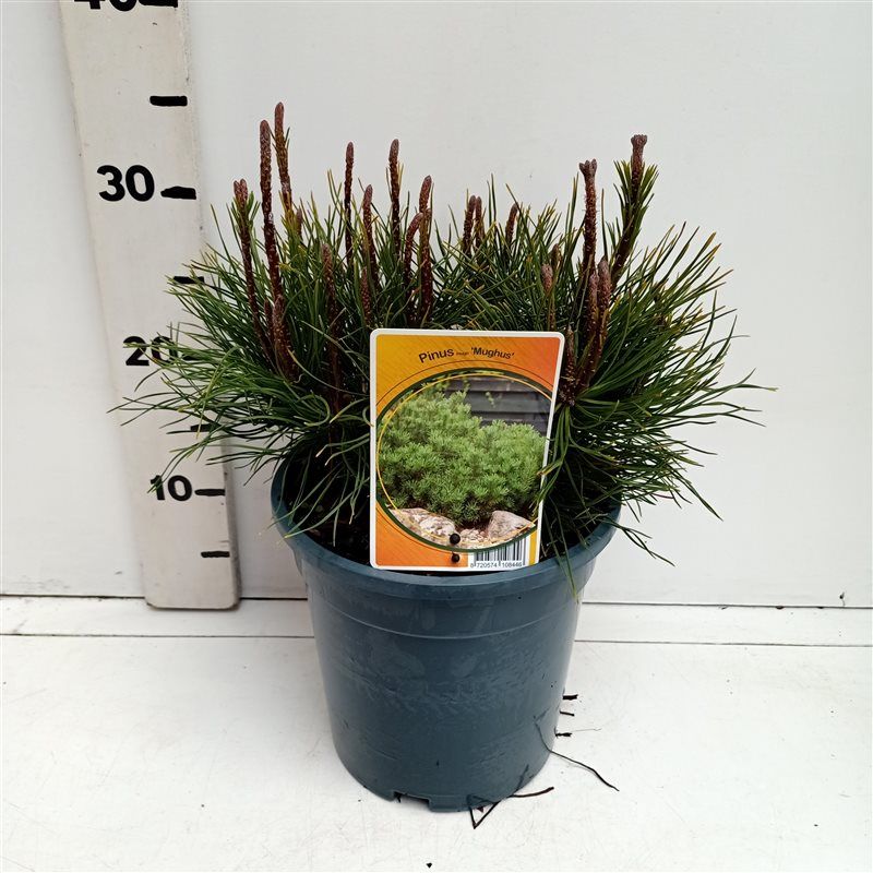 Pinus mugo mugo, D 19