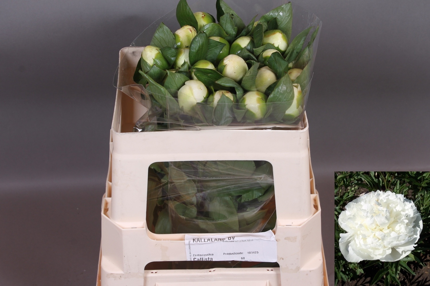 Пион Дюшес 50, шт.