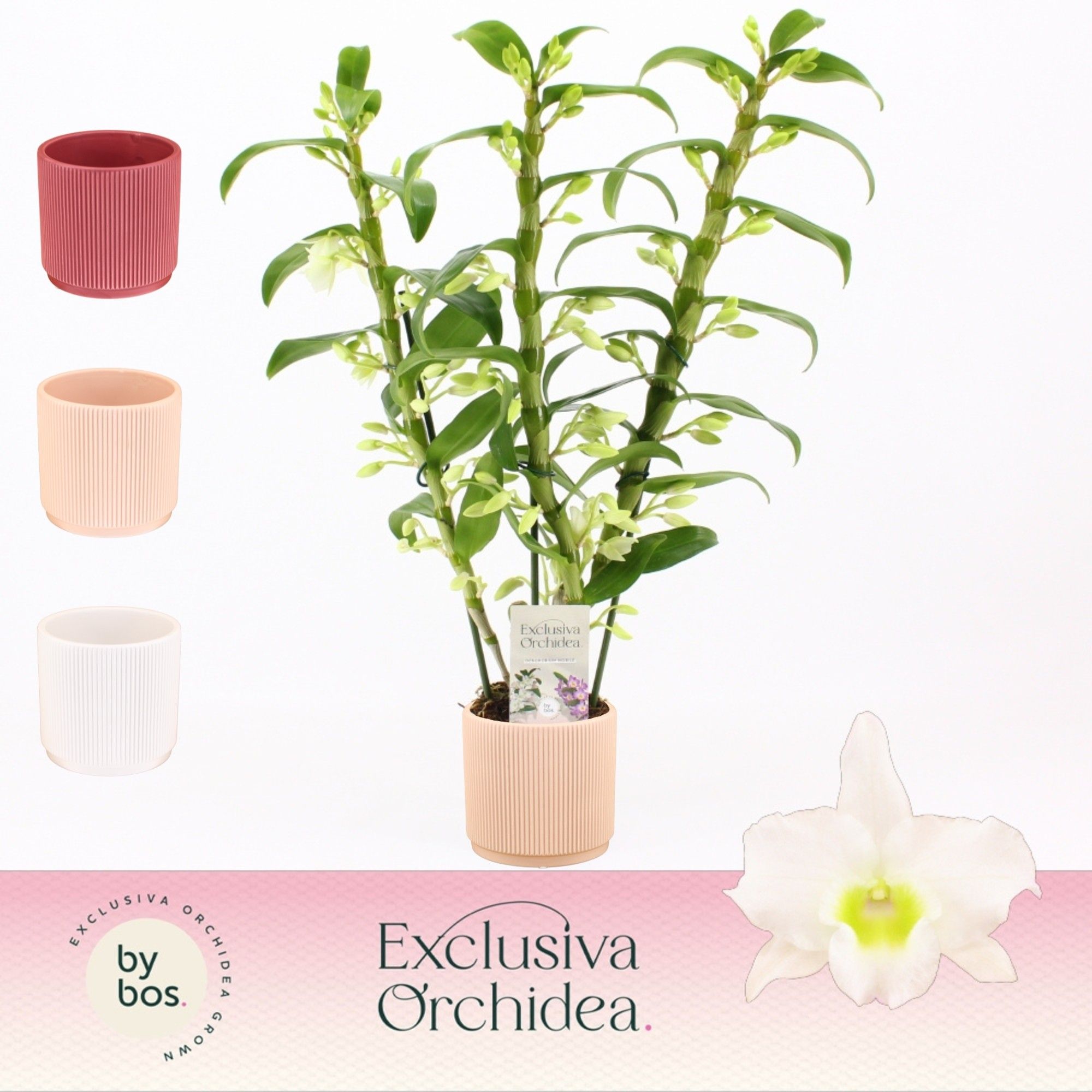 Dendrobium Nobilé, Apollon 3-spike in Horizon Ribble 'Exclusiva Orchidea', D 12