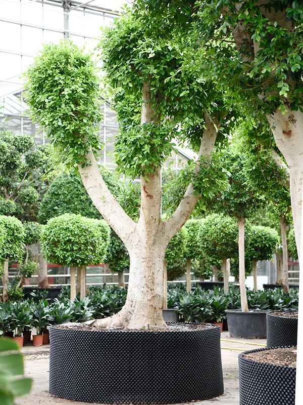Ficus microcarpa 'Nitida', D 200