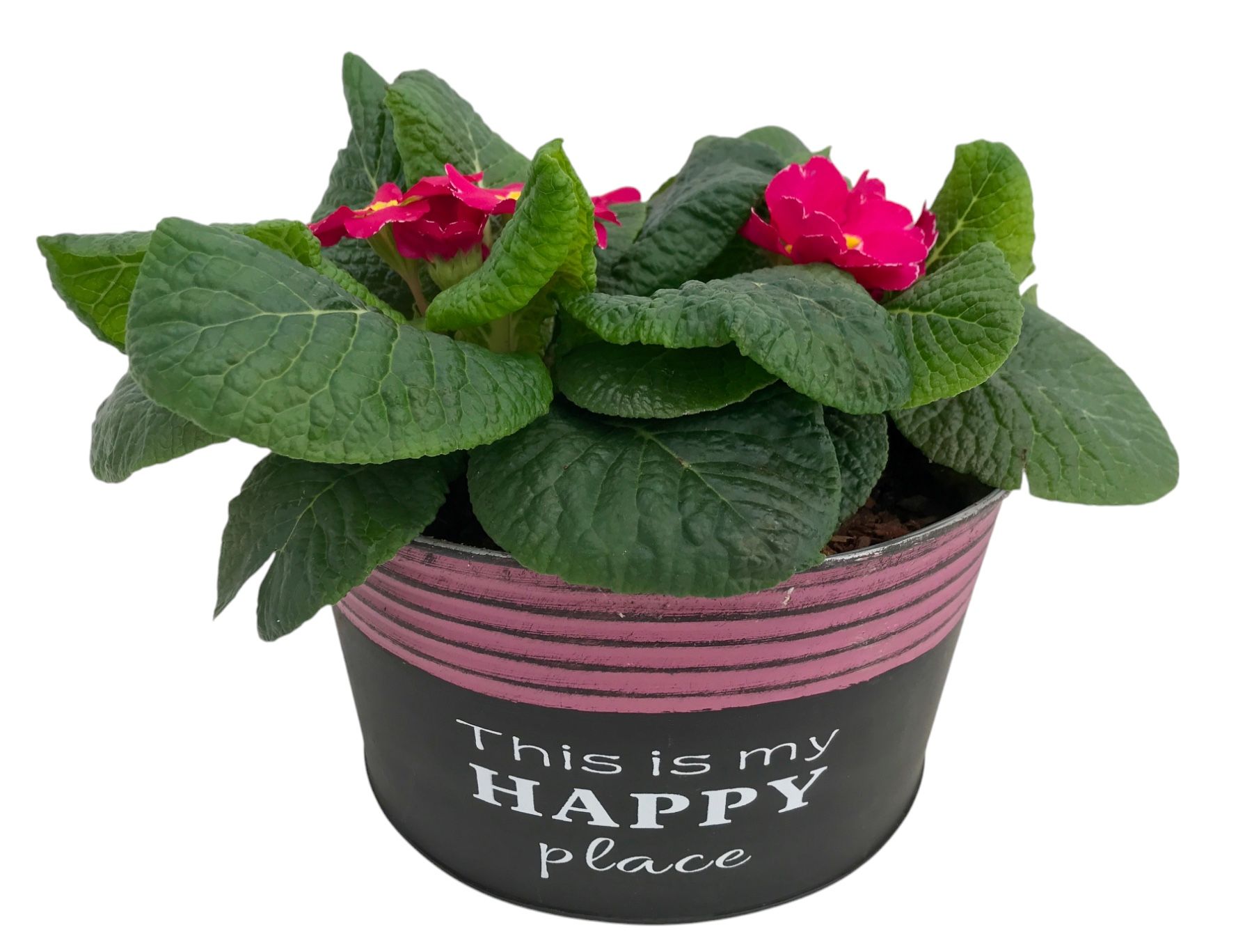 Primula Happy Zink rond op kleur 650, D 16 cm