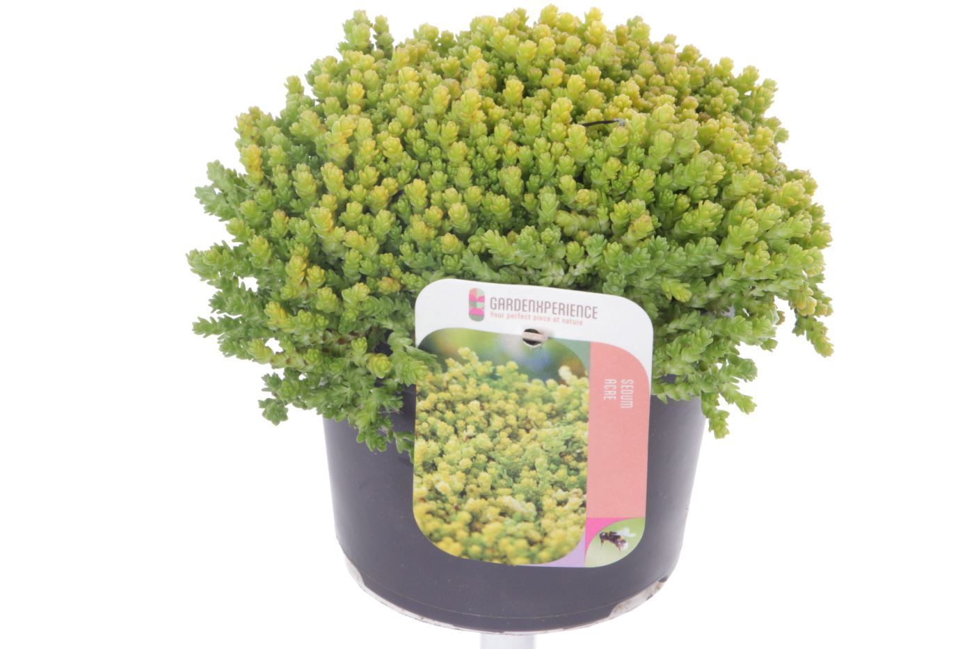 Sedum acre, D 17