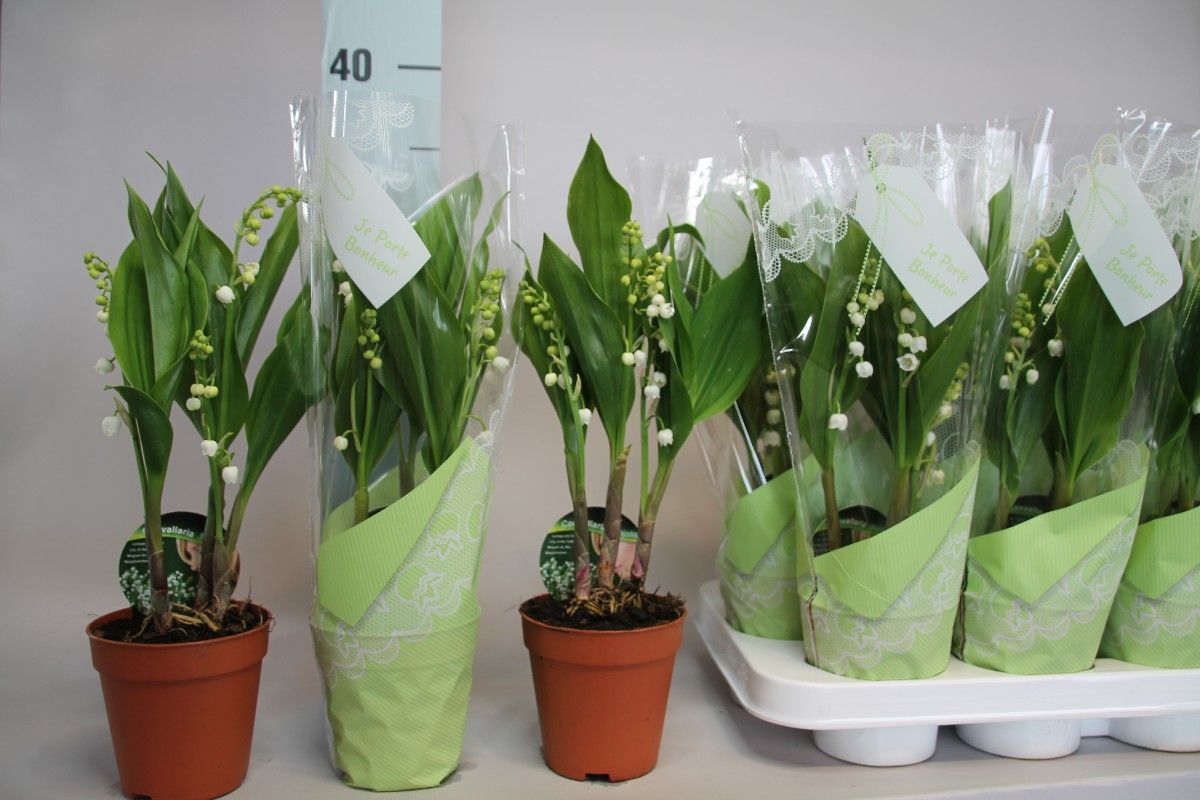 Convallaria majalis 3 tak - 25cm, D 9