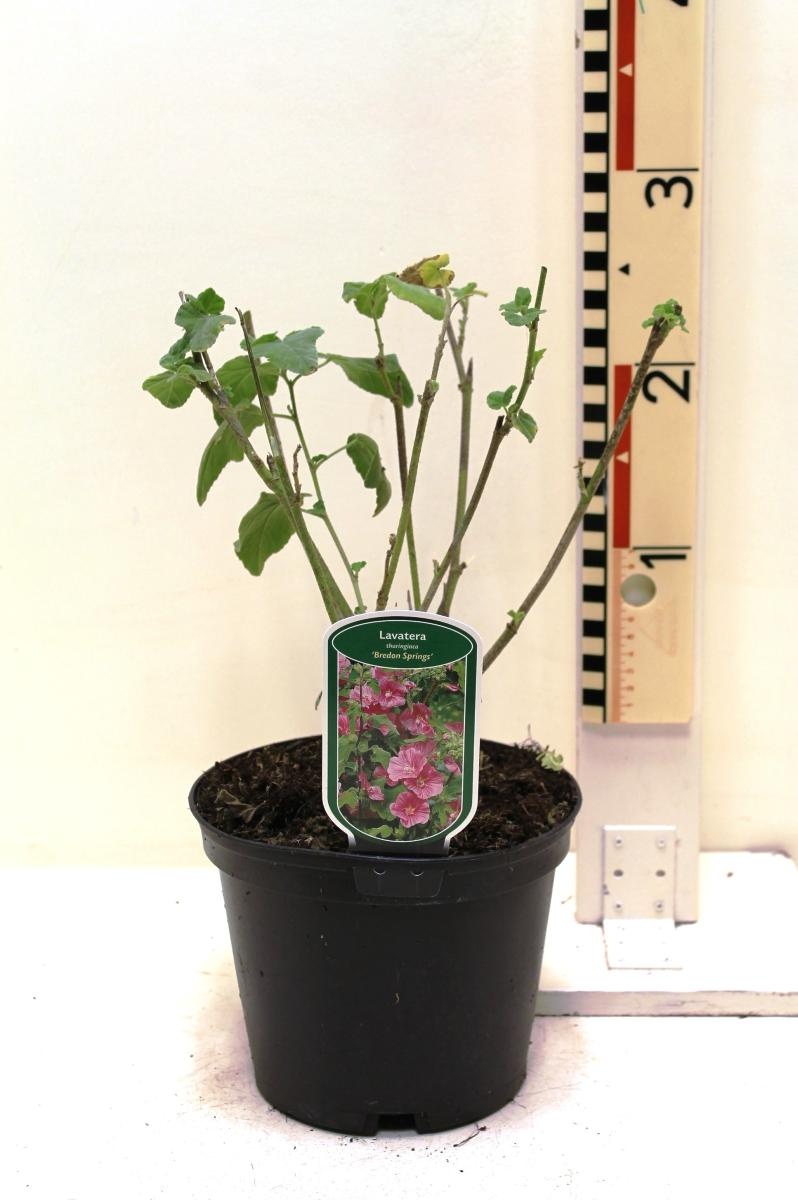 Lavatera 'Bredon Springs', D 19 cm